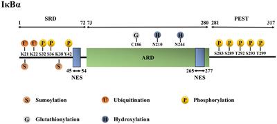 Post-translational Modifications of IκBα: The State of the Art